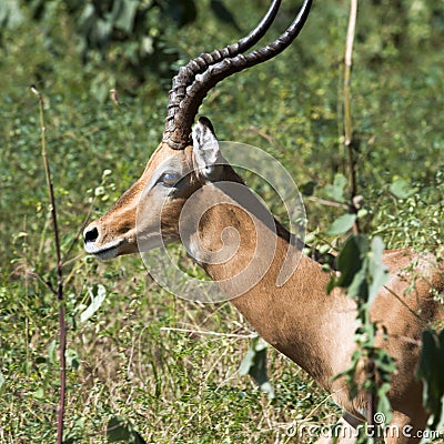 Male Impala, Africa Stock Photo