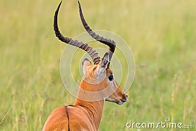 Male Impala, Antelope with lyre-shaped horns and white color around eyes at Serengeti National Park in Tanzania, Africa Stock Photo