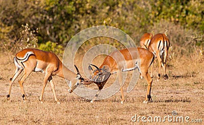 Male Impala Antelopes fighting Stock Photo