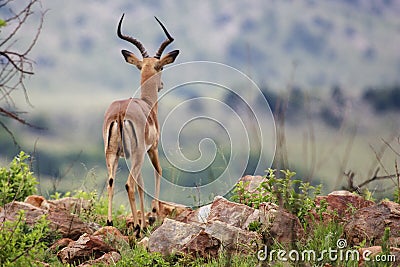 Male Impala Stock Photo