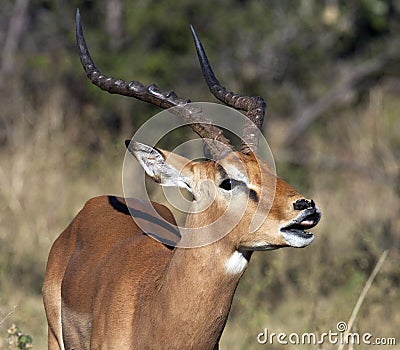 Male Impala - Flehman responce Stock Photo