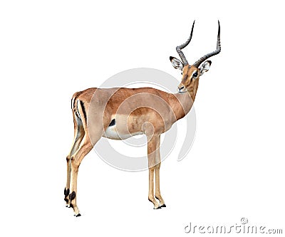 Male impala isolated Stock Photo