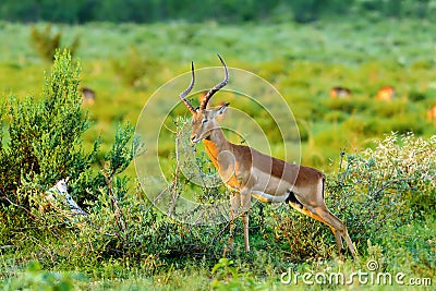 Male impala landscape during summer Stock Photo