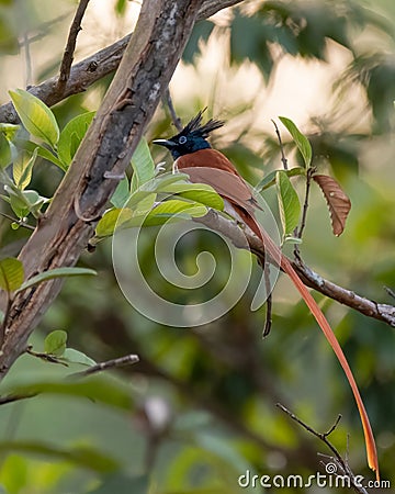 Male Indian paradise flycatcher perched on a tree branch Stock Photo