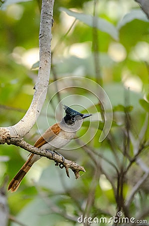 Indian paradise flycatcher Stock Photo