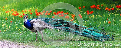 Male Indian Peafowl Stock Photo