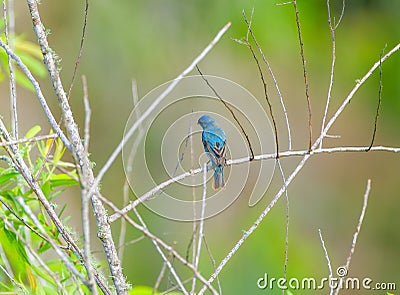 Male indigo bunting Passerina cyanea Stock Photo