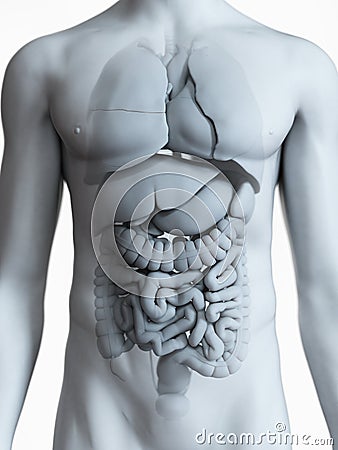 The male internal anatomy Cartoon Illustration