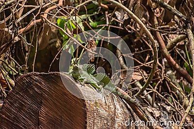 Male Jesus Christ lizard in Costa Rica Stock Photo