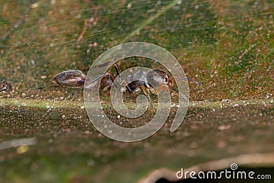 Male Jumping spider Stock Photo