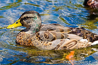 Male Juvenile Mallard Duck Stock Photo