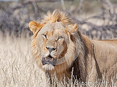 Male Kalahari Lion Stock Photo