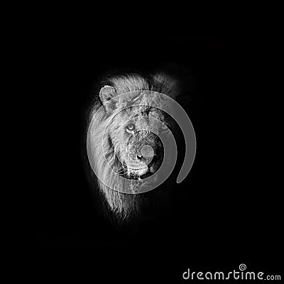 Male Kalahari Lion Stock Photo