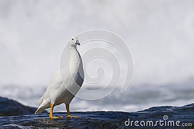 Male Kelp Goose in the Falkland Islands Stock Photo