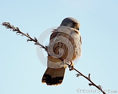 Male kestrel with feathers ruffled by wind Stock Photo