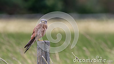 The male Kestrel on his watch Stock Photo