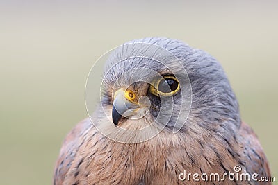 Male kestrel portrait Stock Photo