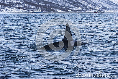 Male Killer whale Norway Stock Photo