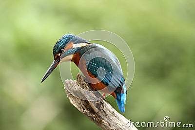 Male Kingfisher - alcedo atthis Stock Photo