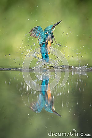 Male Kingfisher Stock Photo