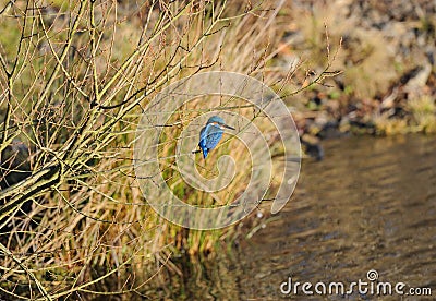 Male Kingfisher Perched on Branch by Water Stock Photo