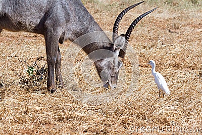 Male Kobus defassa with bird - Tsavo, Kenya Stock Photo