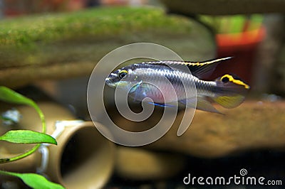 Male Kribensis Cichlid Stock Photo