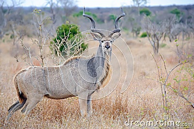 Male Kudu Stock Photo