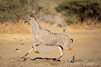 Greater Kudu Bull running away from danger, Kruger Park Stock Photo