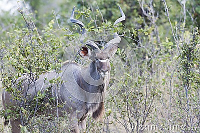 Male Kudu Antelope in African Bush, Kudu in Botswana Stock Photo
