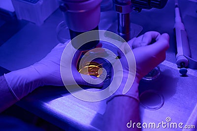 Male laborant doing biopsy to embryos in cell culture dish Stock Photo
