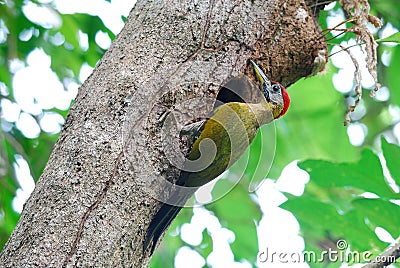 Male laced woodpecker Stock Photo