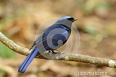 Male Large Niltava (Niltava grandis) Stock Photo