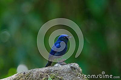 Male Large Niltava Niltava grandis Stock Photo