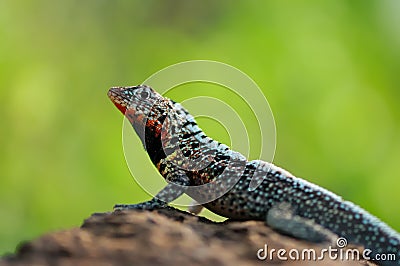 Male Lava Lizard Stock Photo