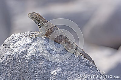 Male Lava Lizard on a Rock Stock Photo