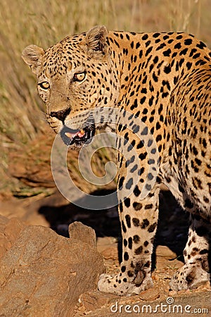 Male leopard Stock Photo