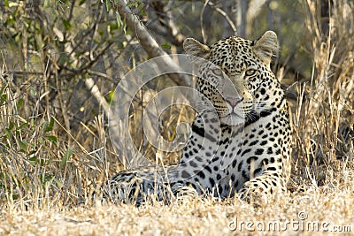 Male Leopard resting, South Africa Stock Photo