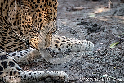 A male Leopard scratching his leg. Stock Photo