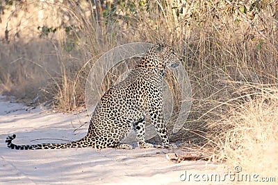 Male leopard sitting in a dirt road Stock Photo