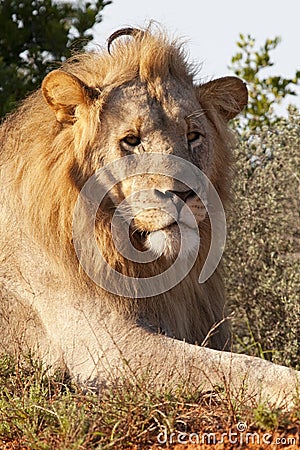 Male lion Stock Photo