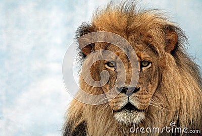 Male Lion Stock Photo