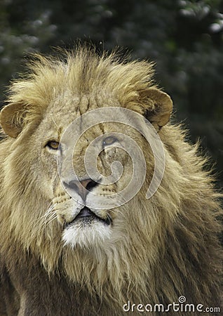 Male Lion Stock Photo