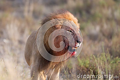 Male lion in the wilderness Stock Photo