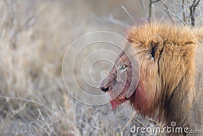 Male lion in the wilderness Stock Photo