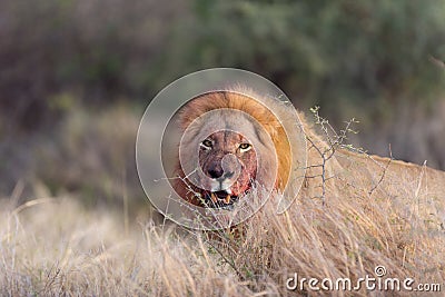 Male lion in the wilderness Stock Photo