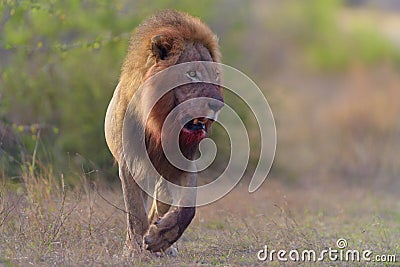 Male lion in the wilderness Stock Photo