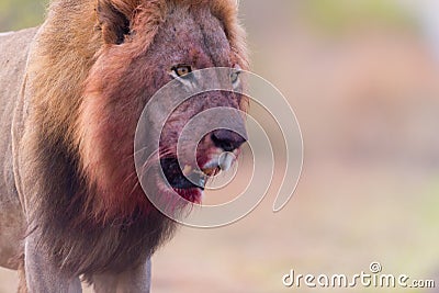 Male lion in the wilderness Stock Photo