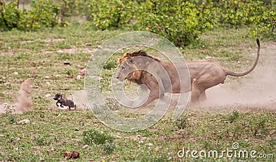 Male lion chasing baby warthog Stock Photo