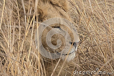 Male Lion dozing in the long savannah grass during the heat of the day. Stock Photo